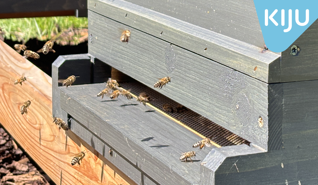 Willkommen im neuen Zuhause, liebe Bienen!
